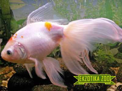 Золотая Рыбка Вуалехвост - Image 4