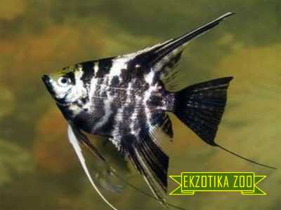 Скалярия - Image 2