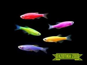Данио GloFish
