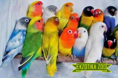 Попугаи Неразлучник Розовощёкий - Image 2