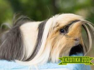 Перуанская Морская Свинка
