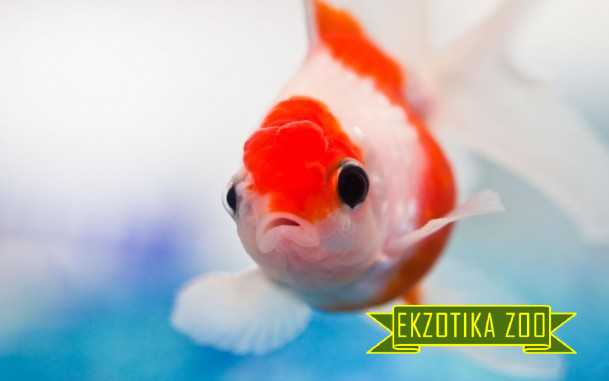 Золотая Рыбка Вуалехвост - Image 2