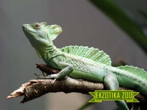 Ручной василиск (Vasilisk Lizard)