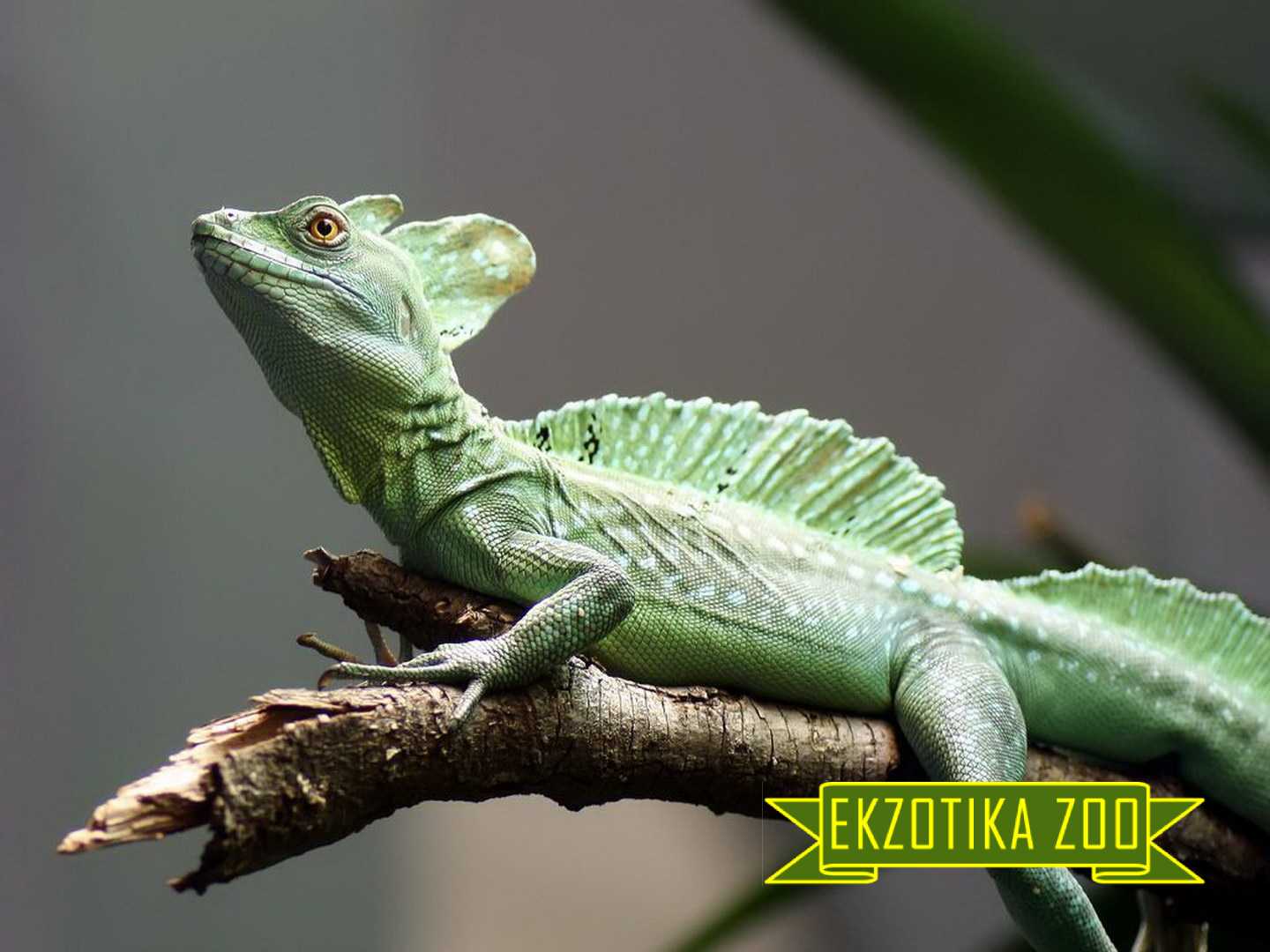 Ручной василиск (Vasilisk Lizard)