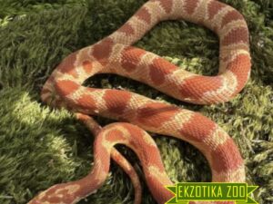 Маисовый полоз (Corn Snake)