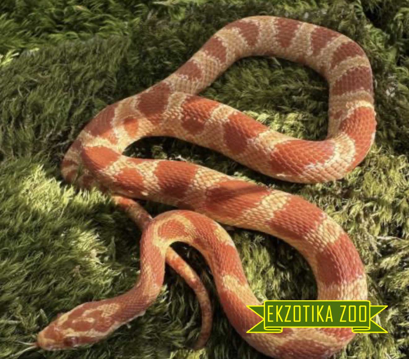 Маисовый полоз (Corn Snake)