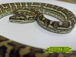 Ковровый питон