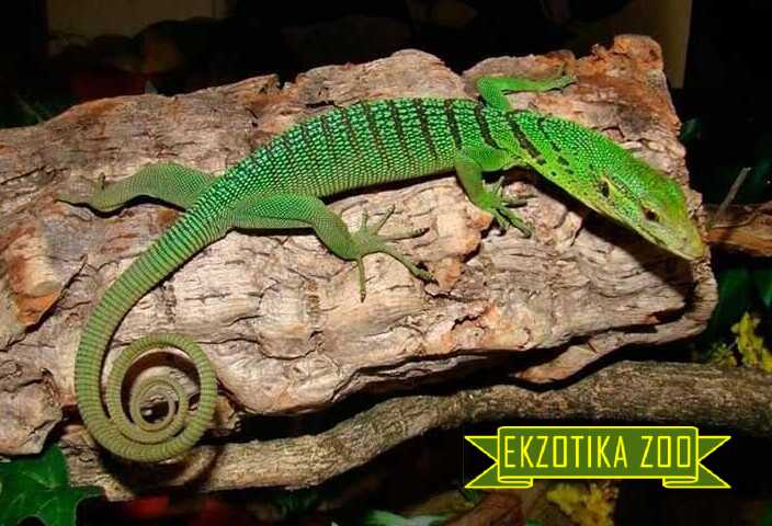 Изумрудная ящерица