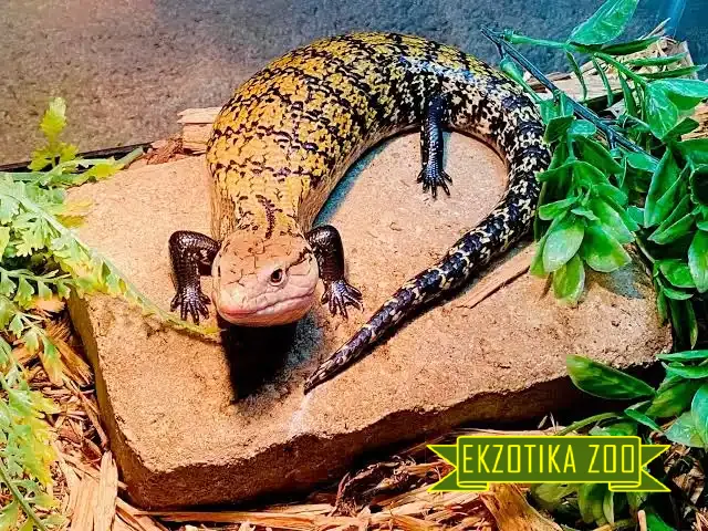Синеязыкий сцинк