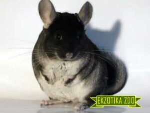 Шиншилла Черный Бархат