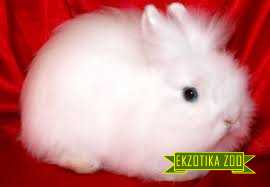 Голландский Декоративный Кролик (Копировать) - Image 3