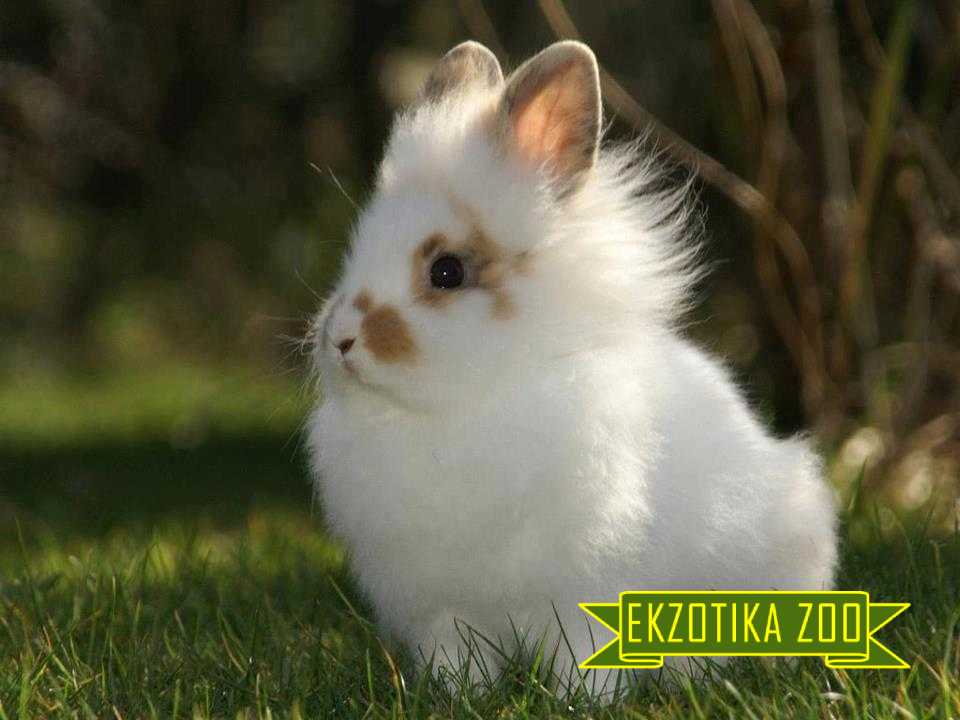 Голландский Декоративный Кролик (Копировать) - Image 2