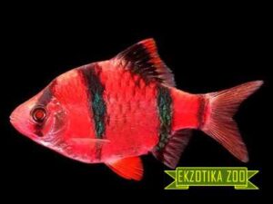 Барбус GloFish красный