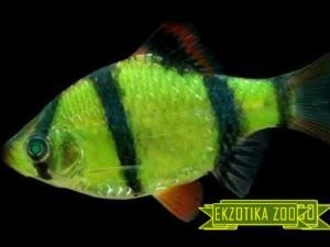 Барбус GloFish зеленый
