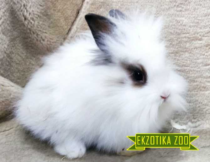 Голландский Декоративный Кролик (Копировать) - Image 5