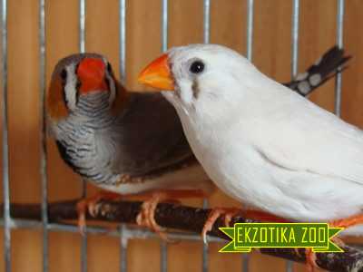 Амадина Зебровая - Image 6