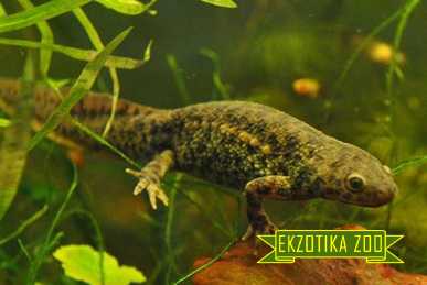 Испанский Тритон - Image 3