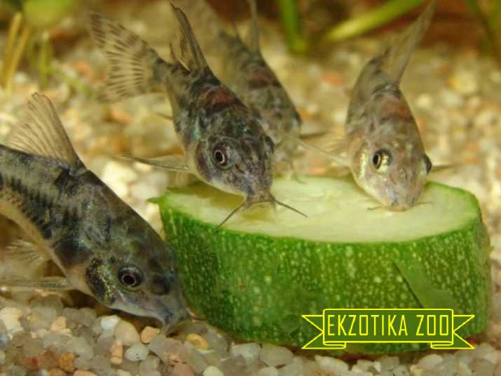 Коридорас крапчатый - Image 5