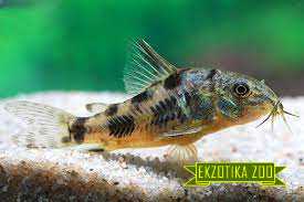 Коридорас крапчатый - Image 2
