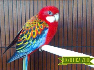 Попугай Розелла Красная