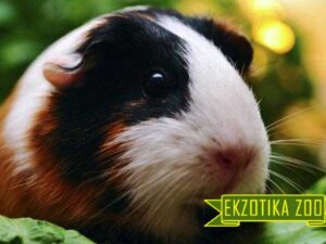 Морская Свинка ОПТ - от 5шт