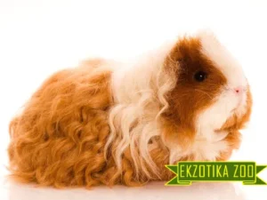 Морская Свинка Мерино