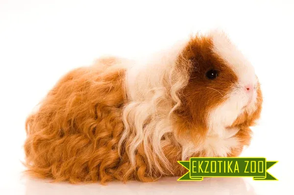 Морская Свинка Мерино