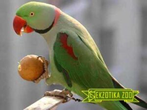 Александрийский Попугаи