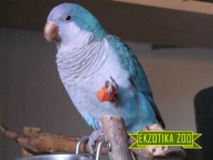 Попугай Калита Монах (Синий)