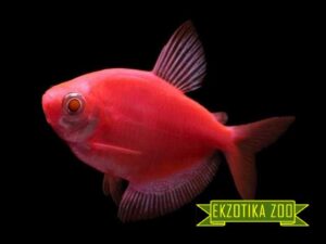 Тернеция Гло Фиш GloFish красная