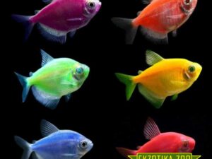 Тернеция Гло Фиш GloFish микс