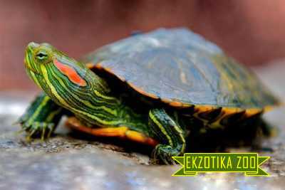 Черепаха Красноухая