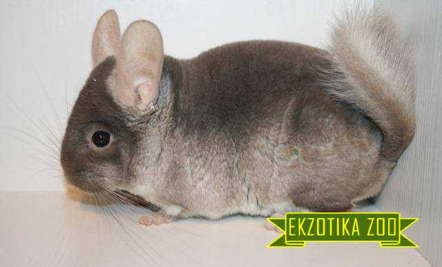 Шиншилла Бежевая - Image 3