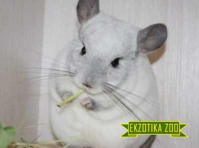 Шиншилла Белая - Image 3