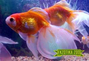 Золотая Рыбка Вуалехвост - Image 3