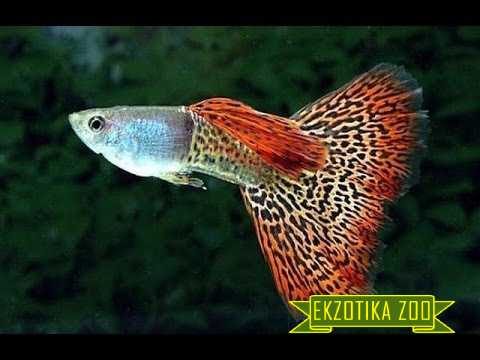 Рыбка Гуппи - Image 4
