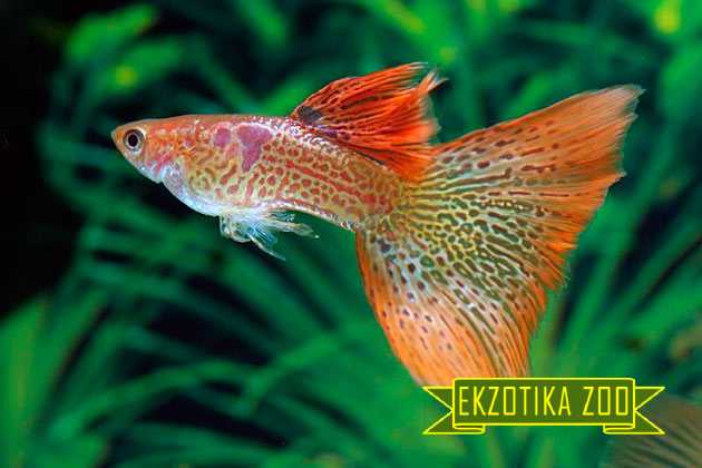 Рыбка Гуппи - Image 6