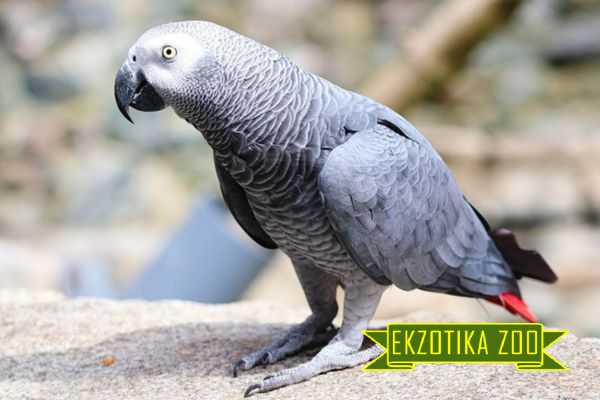 Попугай Жако - Image 2