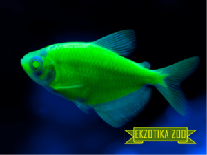 Тернеция Гло Фиш GloFish Тёмно-Зелёная
