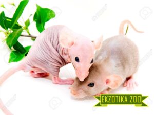 Крыса Сфинкс
