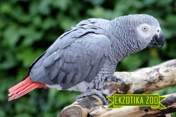 Попугай Жако - Image 3