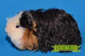 Морская Свинка Мерино - Image 4