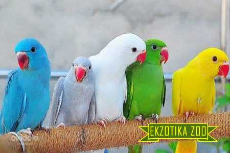 Ожереловый Попугай - Image 4