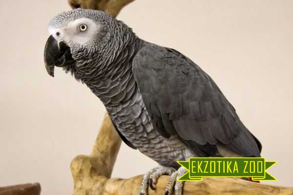 Попугай Жако - Image 6