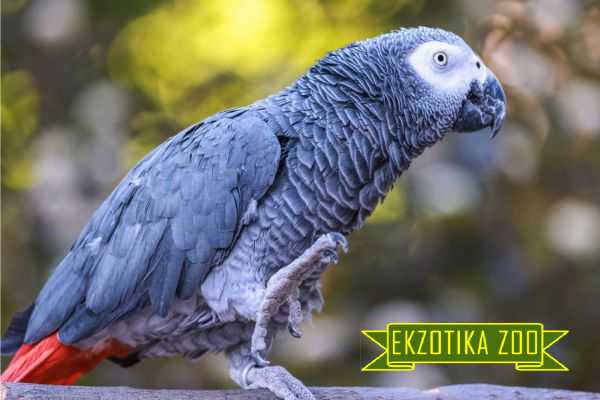 Попугай Жако - Image 7