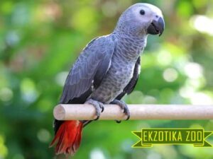 Попугай Жако