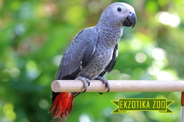 Попугай Жако