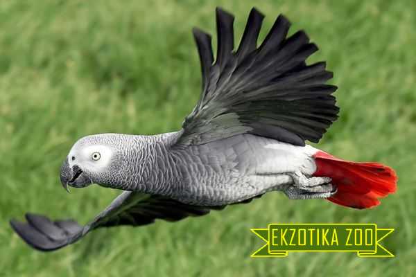 Попугай Жако - Image 12