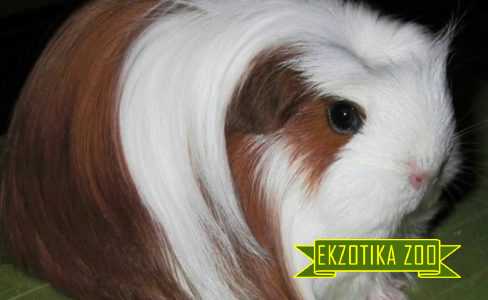 Морская Свинка Коронет - Image 4