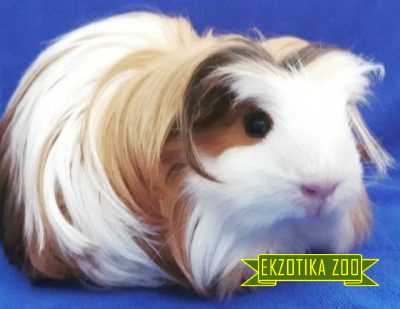 Морская Свинка Коронет - Image 3